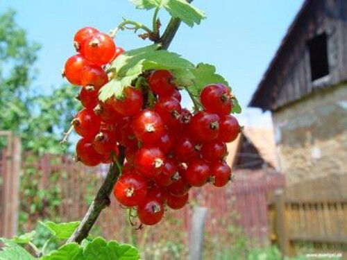 Pohľadnica