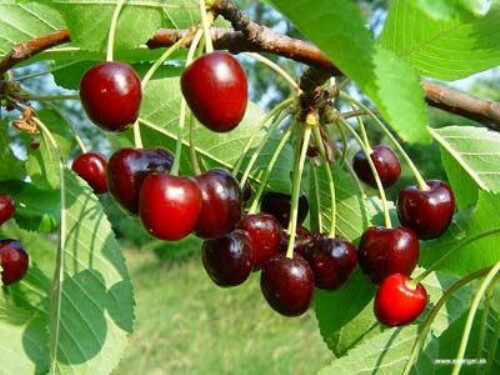 Pohľadnica