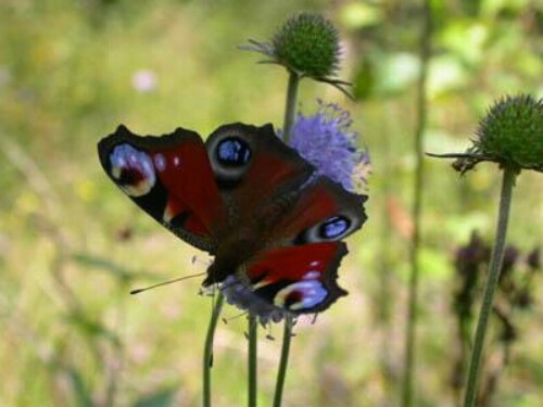 Pohľadnica