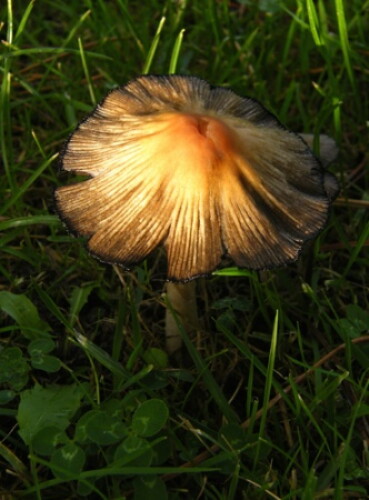 Pohľadnica