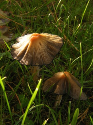 Pohľadnica