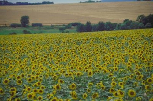 Pohľadnica