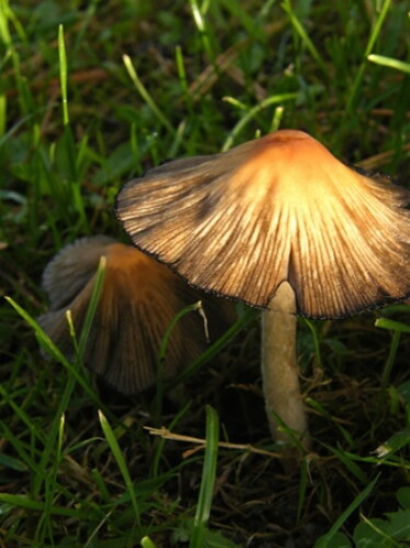 Pohľadnica
