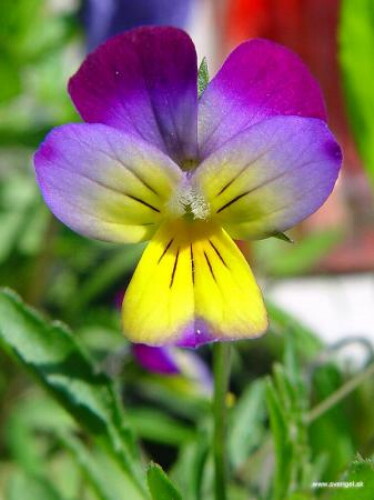 Pohľadnica