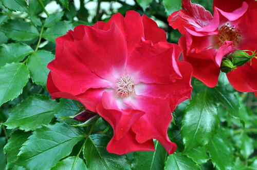 Pohľadnica