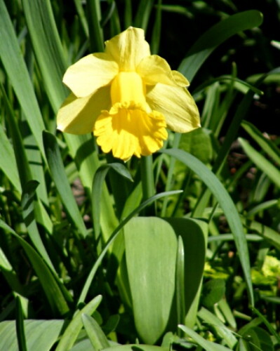 Pohľadnica