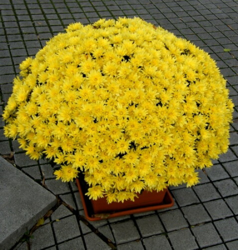 Pohľadnica