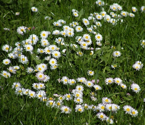 Pohľadnica