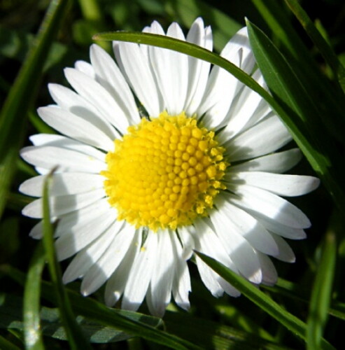 Pohľadnica
