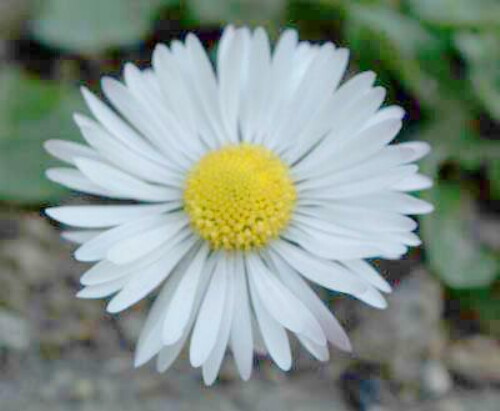 Pohľadnica
