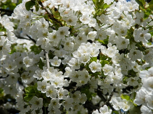 Pohľadnica