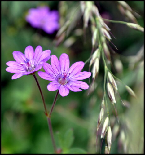 Pohľadnica