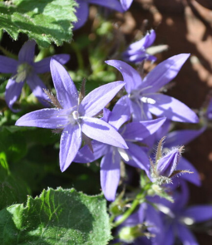 Pohľadnica