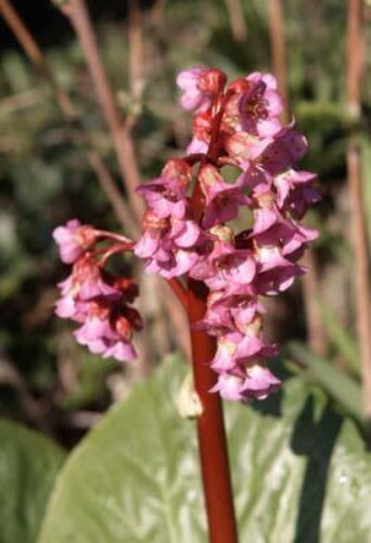 Pohľadnica