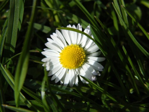 Pohľadnica