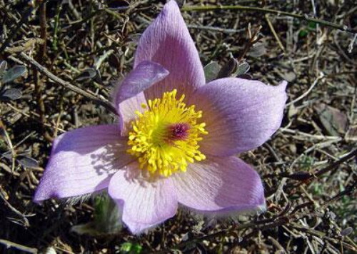 Pohľadnica