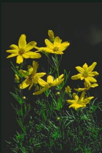 Pohľadnica