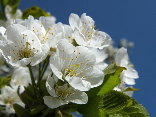 Pohľadnica