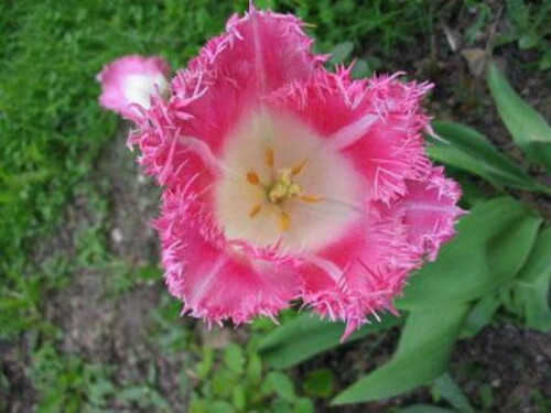 Pohľadnica