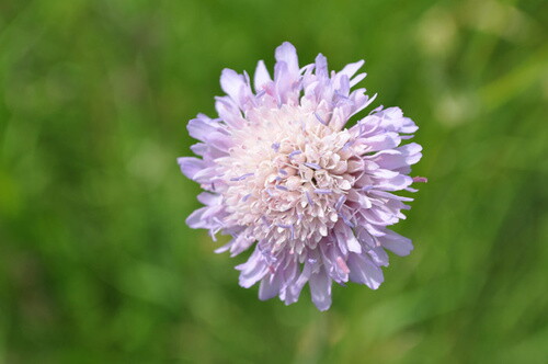 Pohľadnica