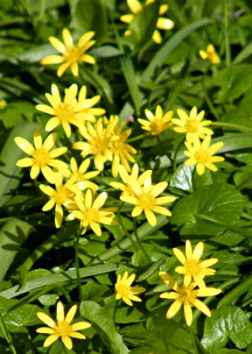 Pohľadnica