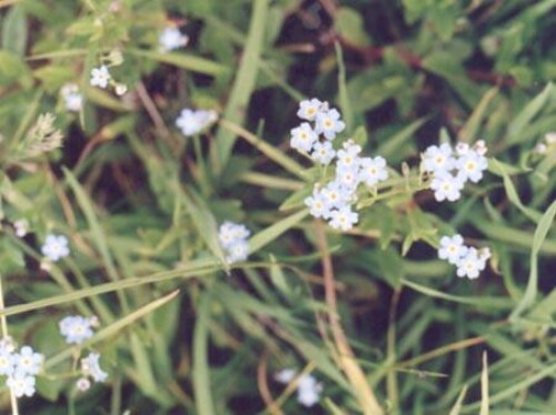 Pohľadnica