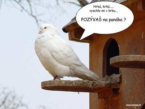 Pohľadnica