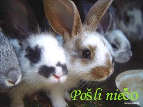 Pohľadnica