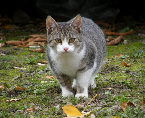 Pohľadnica
