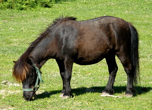Pohľadnica