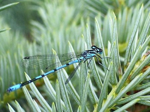 Pohľadnica