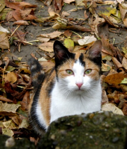 Pohľadnica