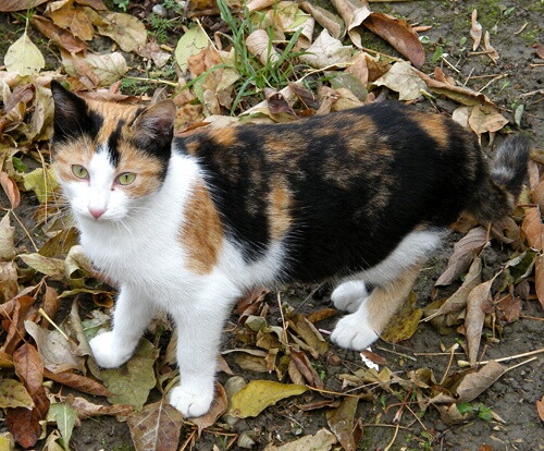 Pohľadnica