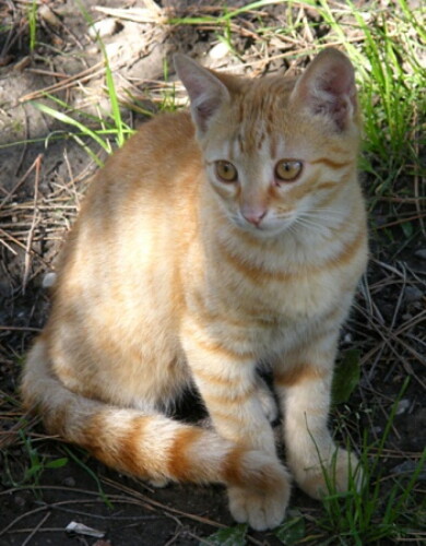 Pohľadnica