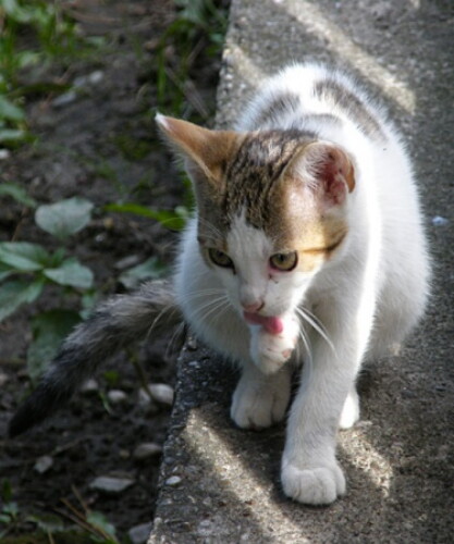 Pohľadnica