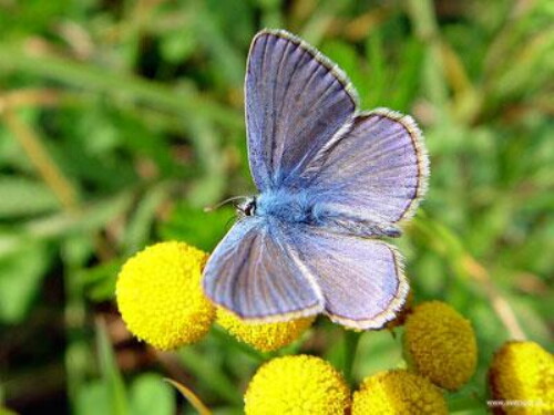 Pohľadnica