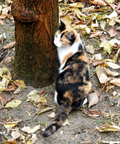 Pohľadnica