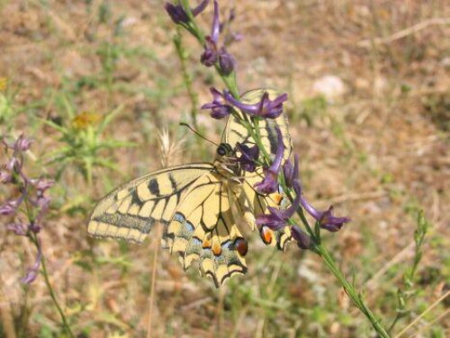 Pohľadnica
