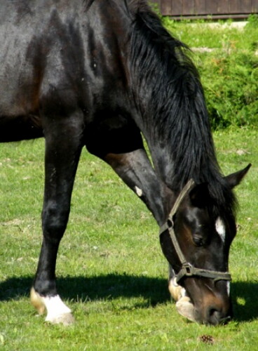 Pohľadnica