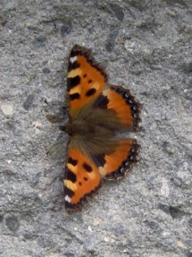 Pohľadnica